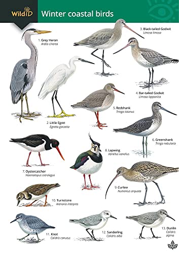 Fold-out chart illustrating nine winter coastal bird species with illustrations.