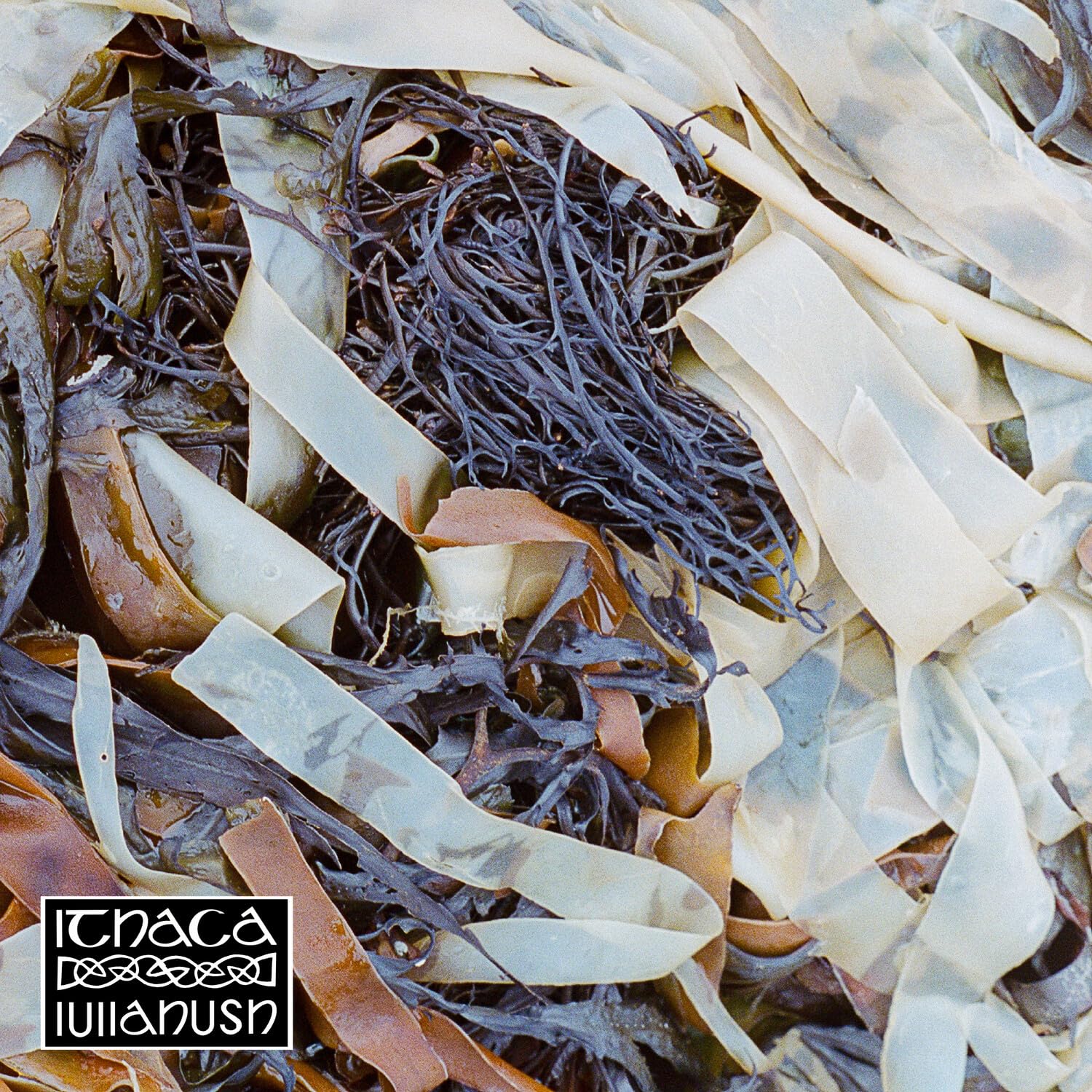 Lullahush "Ithaca" vinyl album cover with abstract seaweed imagery.