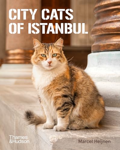 A calico cat sits on a stone ledge between two columns.