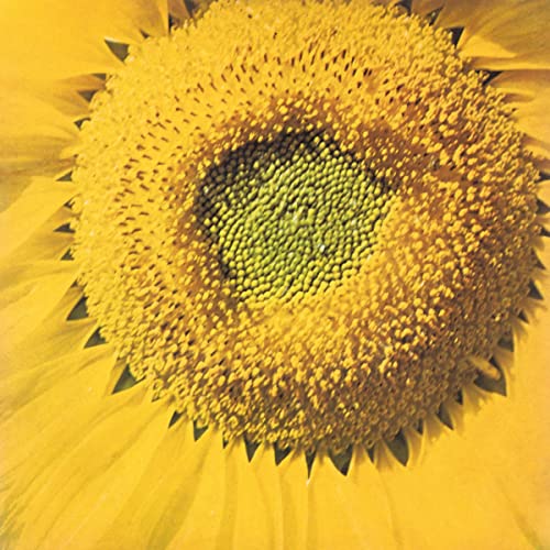 Close-up of a vibrant yellow sunflower with a dark center.