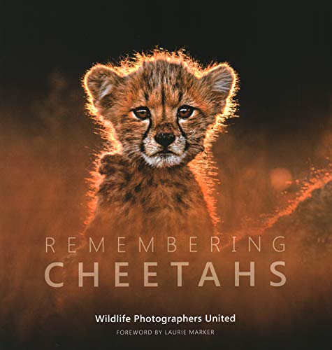 A cheetah cub backlit by golden light on the cover of Remembering Cheetahs book.