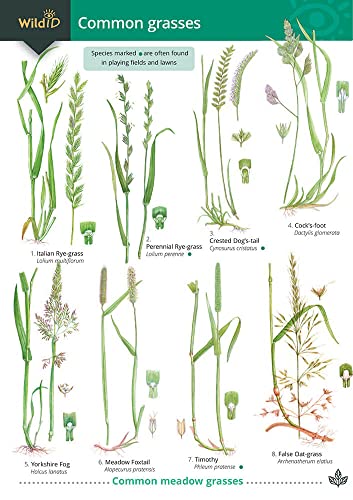 Detailed botanical illustrations of eight common grass species with labeled names.