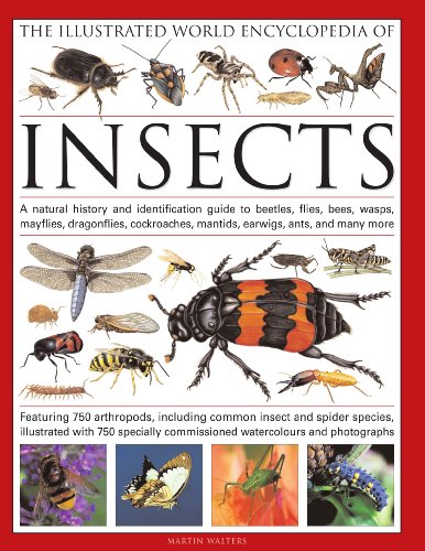 Book cover titled The Illustrated World Encyclopedia of Insects featuring various detailed insect illustrations.