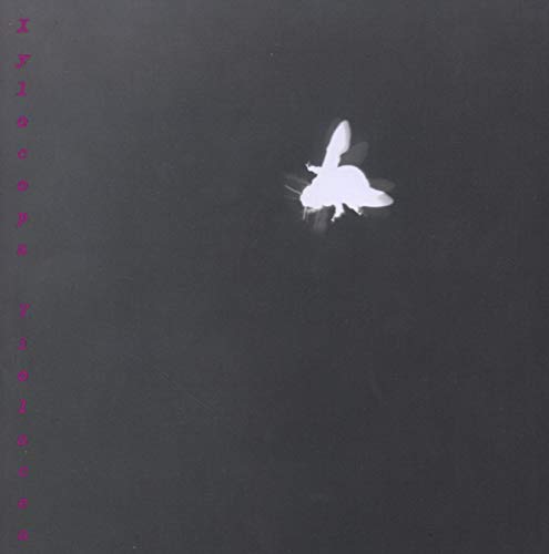 Dark album cover with a blurred, white bird-like shape and pink text.