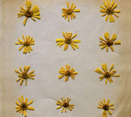 Arrangement of pressed yellow flowers on a light gray background.