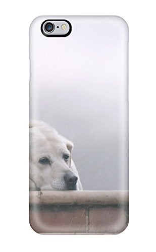 A white dog rests its head on a ledge against a rainy background.