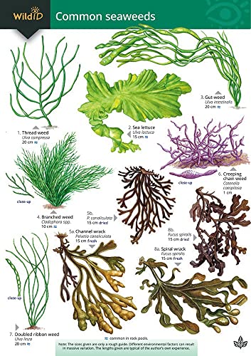 Detailed botanical illustration of six different types of common seaweeds.