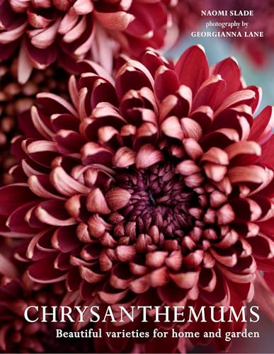 Close-up of vibrant red and pink chrysanthemum flower heads.