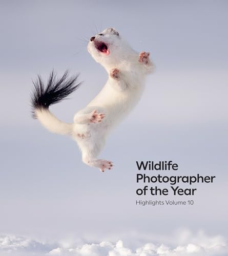 White ermine leaping in mid-air, book cover with title text.