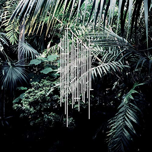 Dark green foliage surrounds a white, linear abstract design.
