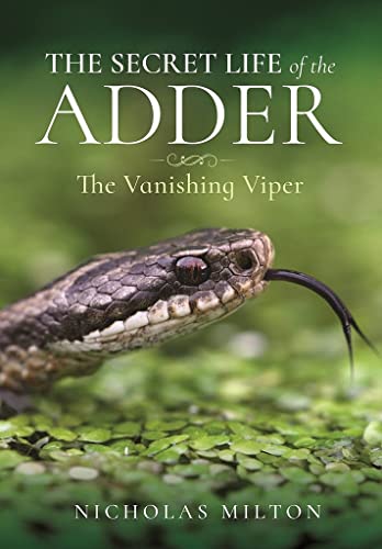 Close-up of an adder snake with its tongue out against a blurred green background.