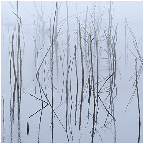 Foggy landscape with bare trees reflected in still water.