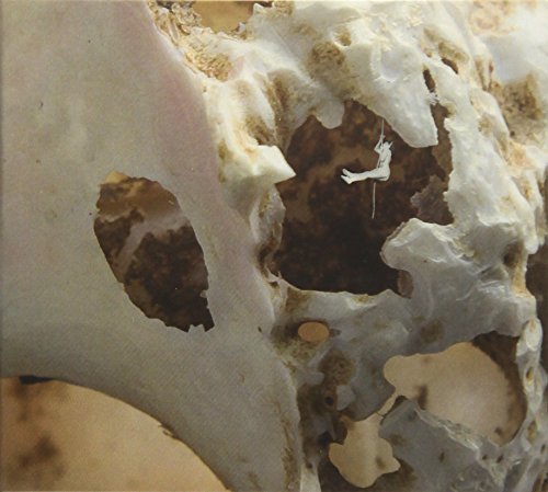 Close-up of a textured, off-white surface resembling a skull fragment.