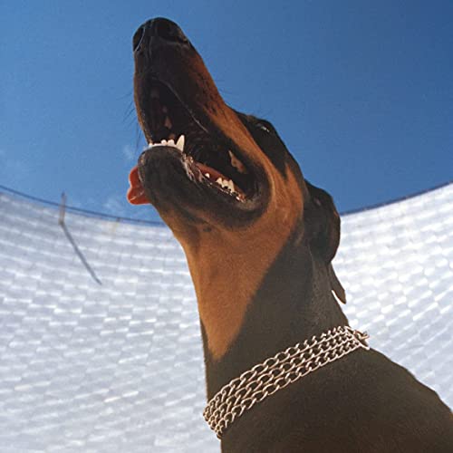 Doberman pinscher looking up with open mouth, silver collar, blue sky.