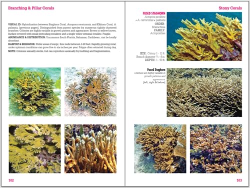 Book page displaying photos and descriptions of branching and fused staghorn corals.