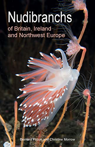 Book cover featuring a vibrant white and red nudibranch sea slug.