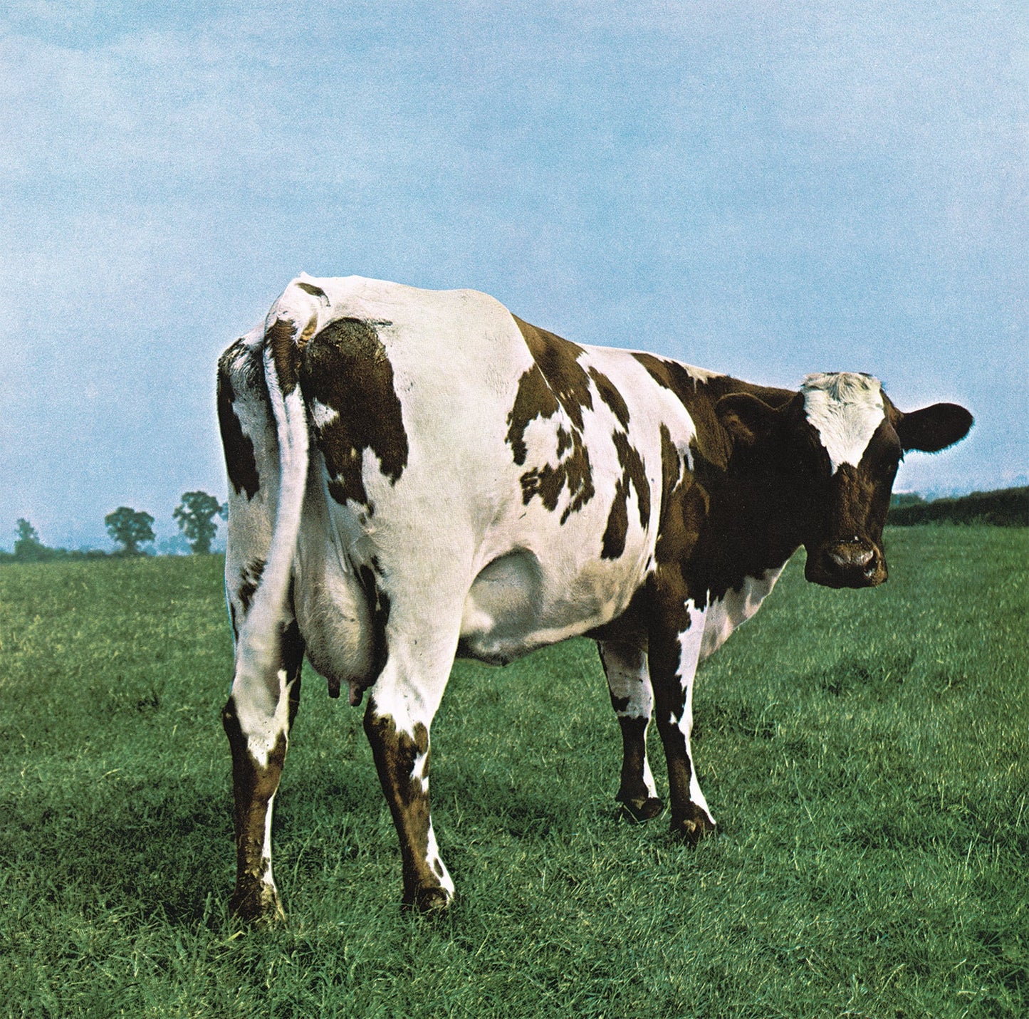 Cow standing in a green field, album cover for Pink Floyd.