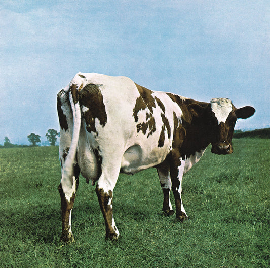 Cow standing in a green field, album cover for Pink Floyd.