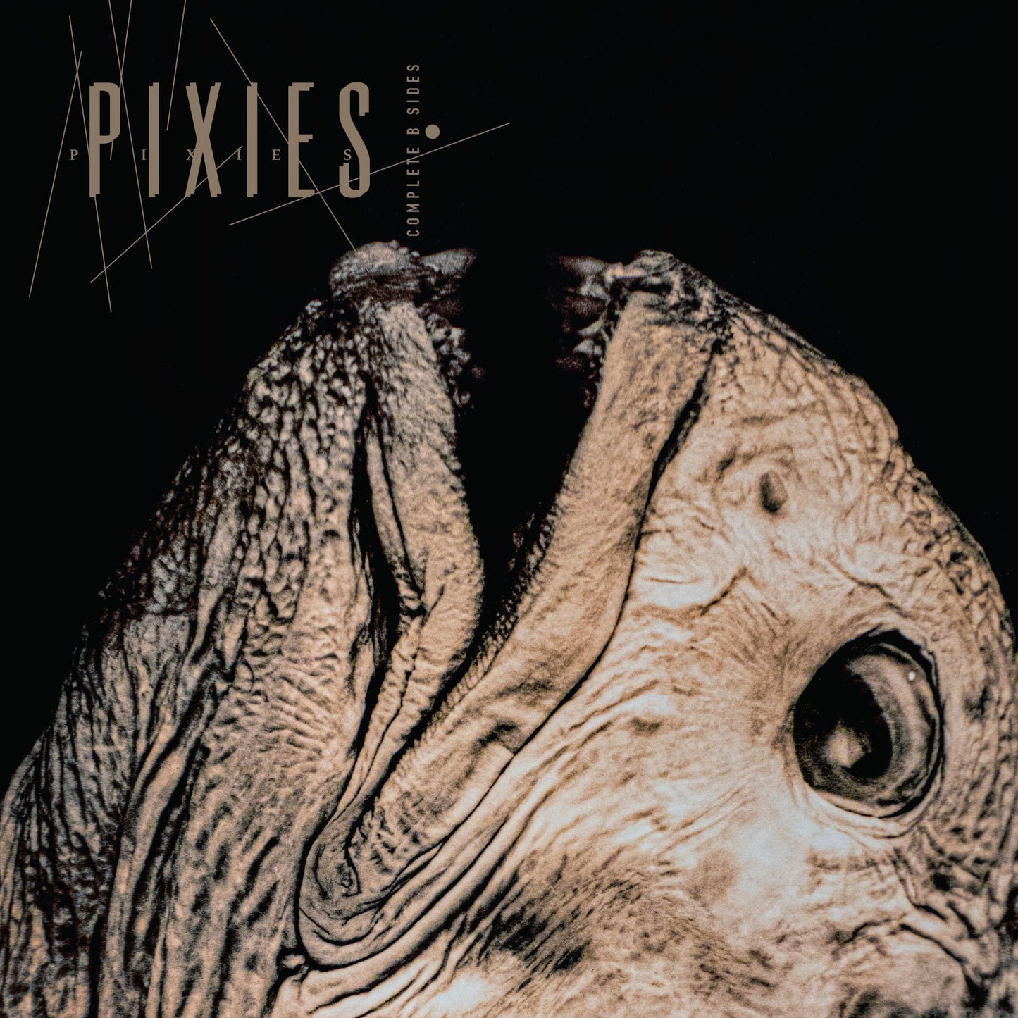 Pixies album cover: close-up of a textured, pale animal face.
