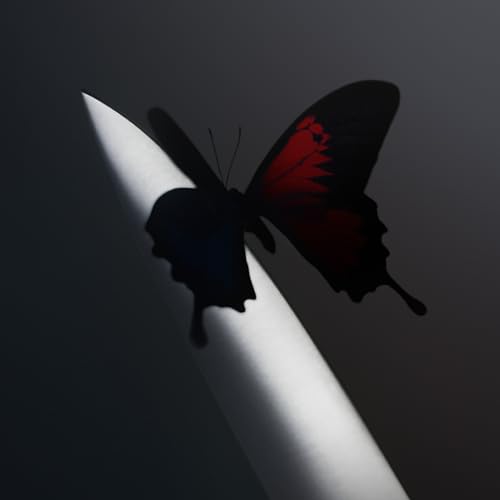 Dark image of a butterfly resting on a white, illuminated surface.