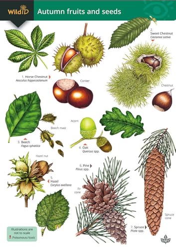 Botanical illustration of autumn fruits and seeds: chestnuts, acorns, pine cones, and nuts.