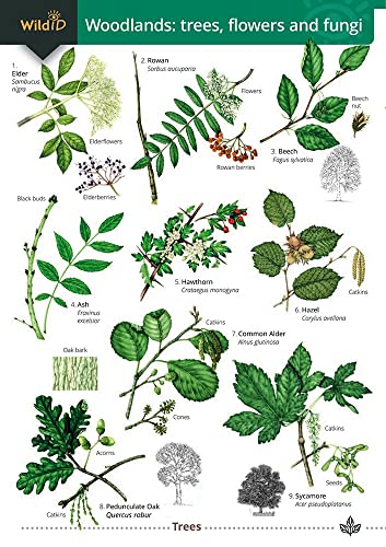 Botanical chart illustrating nine species of trees, flowers, and fungi.
