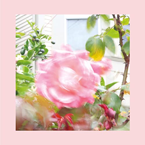 Soft-focus image of a pink rose with green foliage, album artwork.