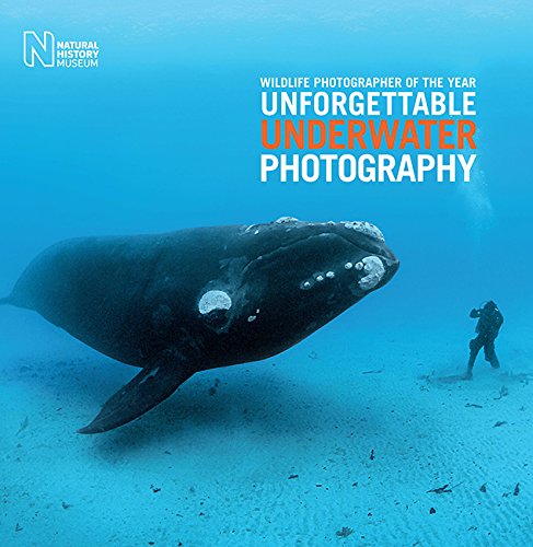 A large whale swims near a scuba diver in clear blue ocean water.