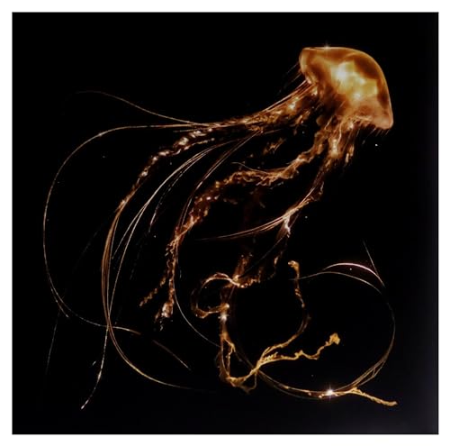 Golden jellyfish illustration against a black background, album artwork.