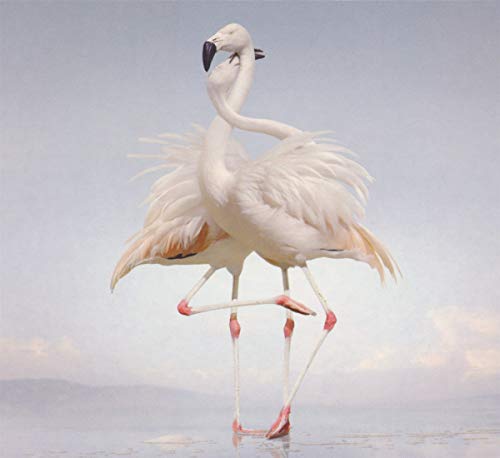 CD cover featuring a pale pink flamingo in a dynamic pose.