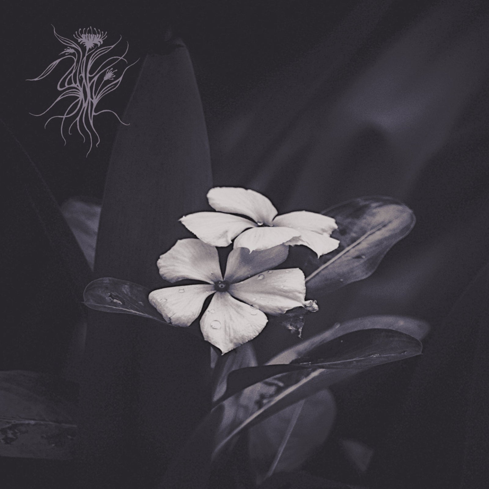 Black and white image of flowers and foliage, moody lighting.