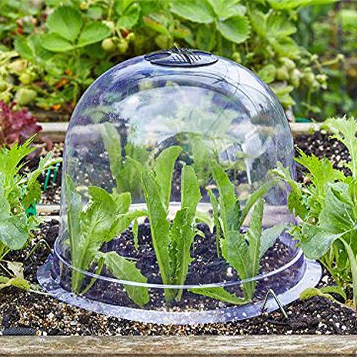 Clear plastic dome cover protects leafy green plants in a garden.