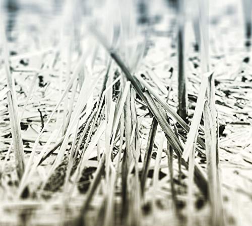 CD cover with abstract black and white image of tall grasses.