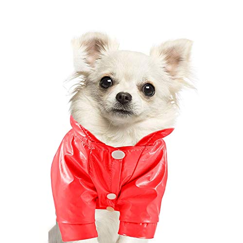 Small, long-haired chihuahua wearing a bright red rain jacket.