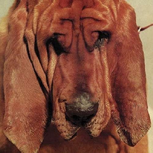 Close-up of a brown Bloodhound with long, drooping ears.