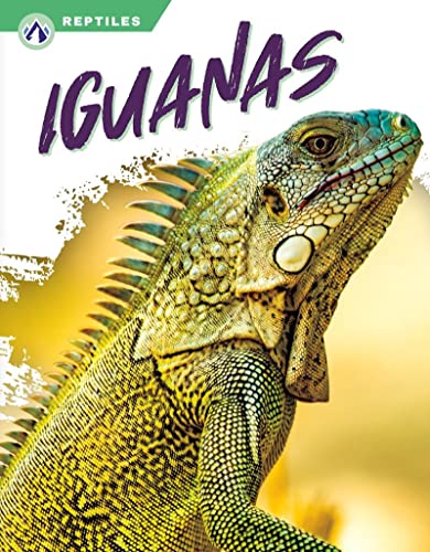 A green iguana with a spiky crest on its back against a yellow background.