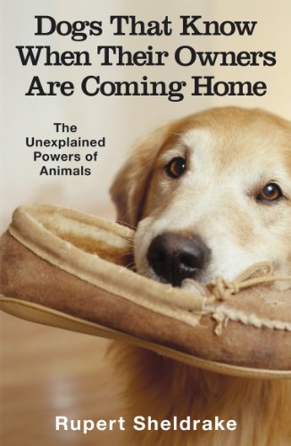 Book cover featuring a golden retriever and a pair of slippers.