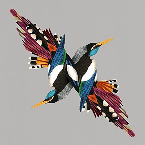 CD case and disc featuring colorful, abstract bird feather designs.