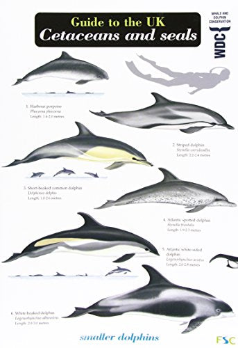 Educational chart illustrating various UK dolphin and porpoise species with descriptive labels.