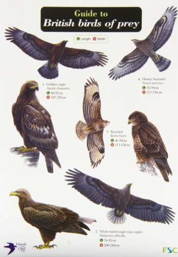 Educational chart showing various British birds of prey with labels and size measurements.