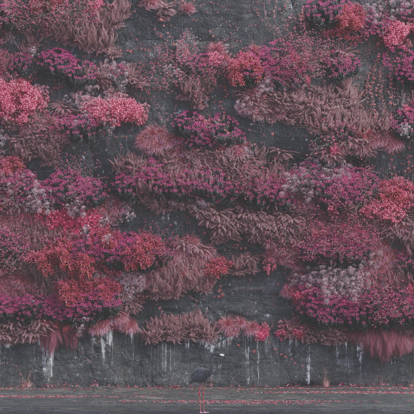 CD cover: Pink floral wall with a black bird in foreground.