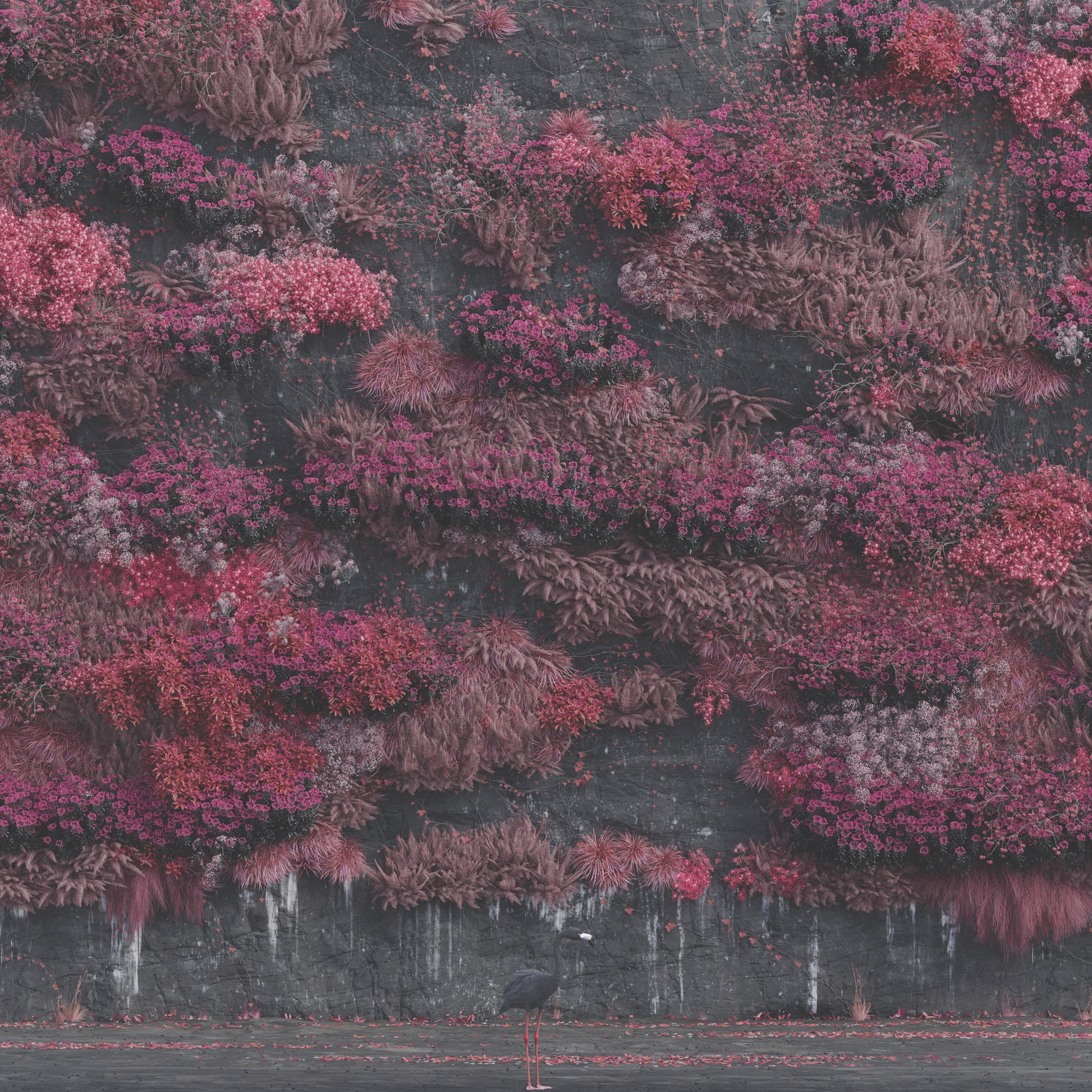 CD cover: Pink floral wall with a black bird in foreground.