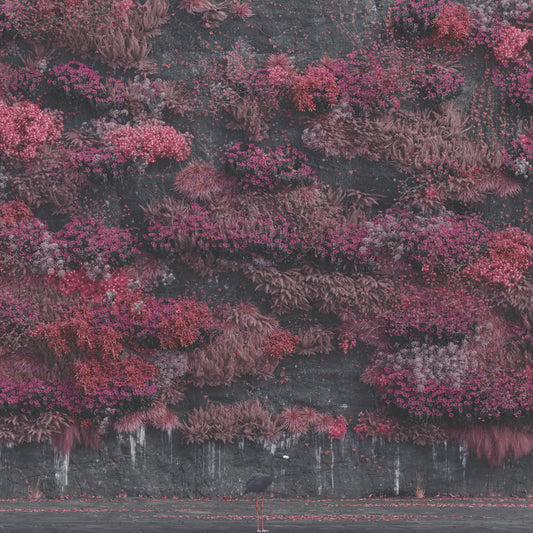 CD cover: Pink floral wall with a black bird in foreground.
