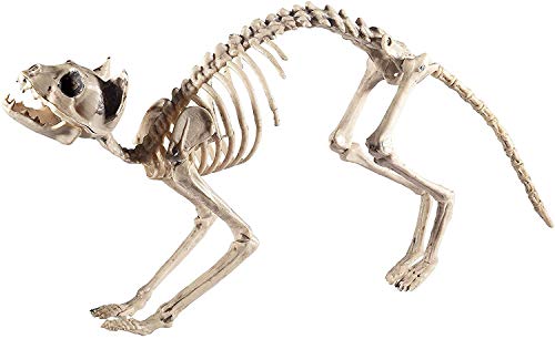 Plastic cat skeleton prop in a crouching position, facing left.
