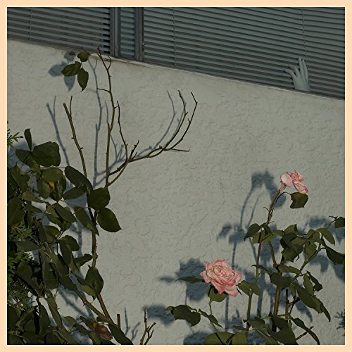 Pink roses roses against a textured white wall with shadows.