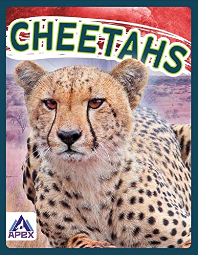 Close-up of a cheetah’s face with spotted fur and intense gaze.