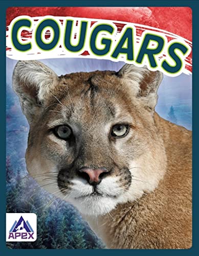 Close-up of a cougar’s face with blue and red background.