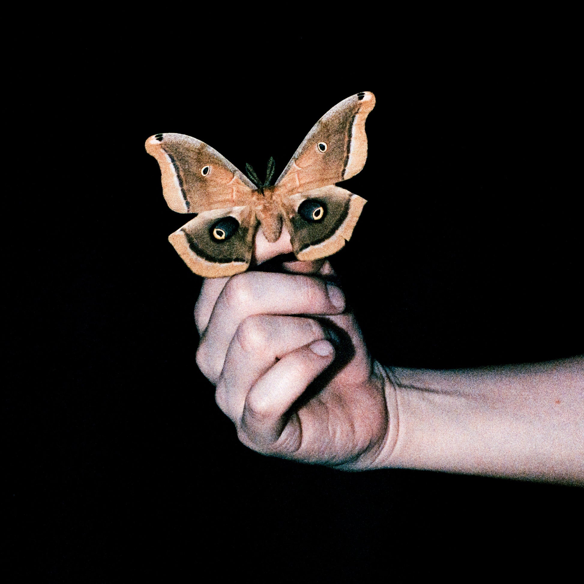 Hand holding a large moth with patterned wings against black background.