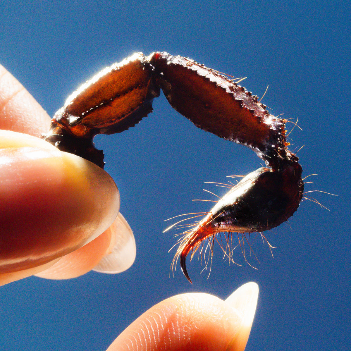 Close-up of a crab claw held between two human fingertips.