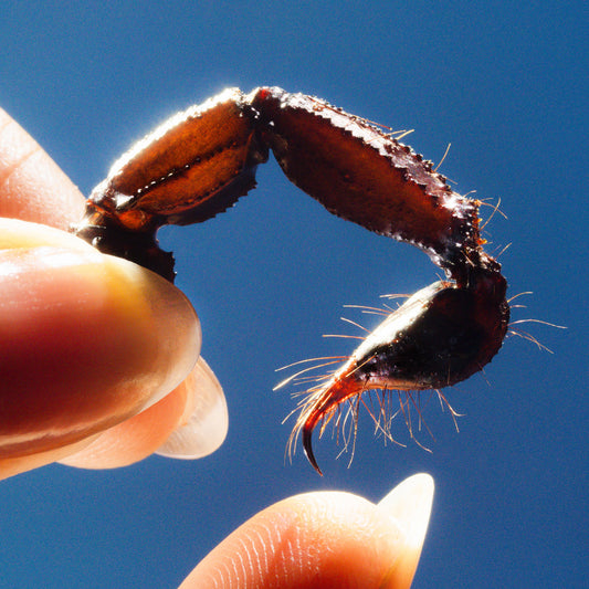 Close-up of a crab claw held between two human fingertips.